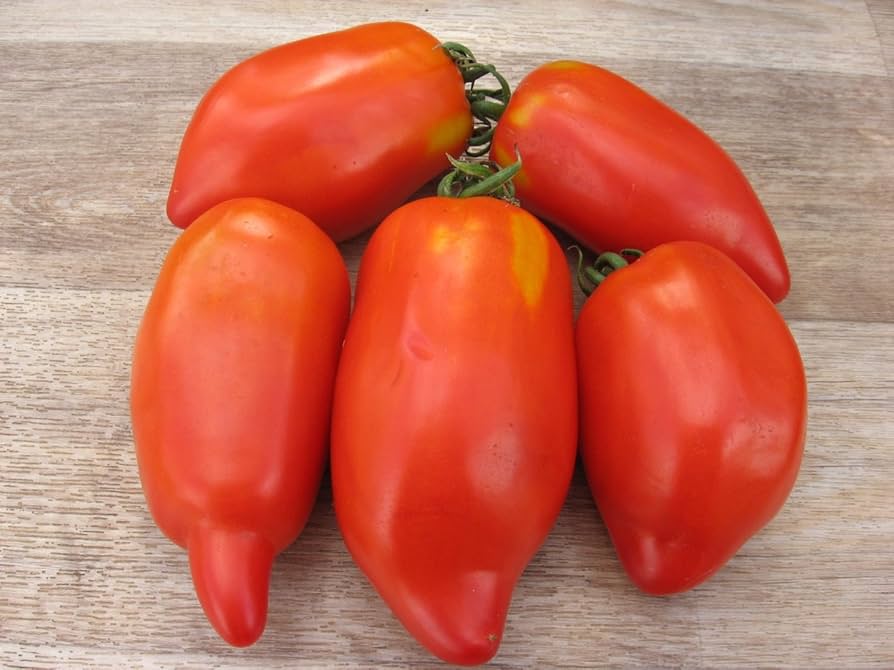 Linguisa Tomato plants growing in home garden