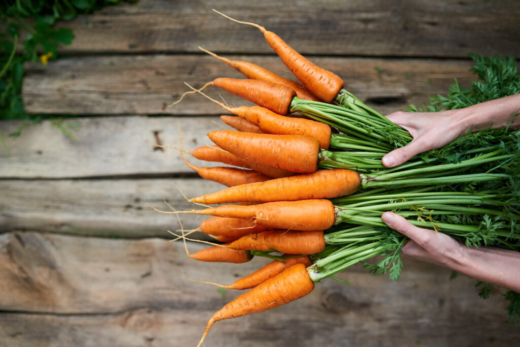 Little Finger carrot seeds for planting