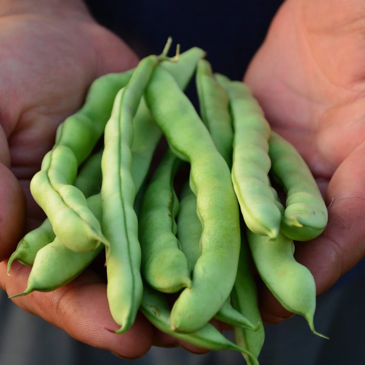 Green Stallard Bean Vegetable Seeds for Easy Planting