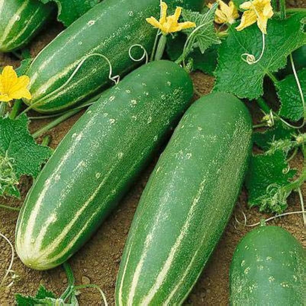 Long Cucumber Cucumis sativus seeds for planting