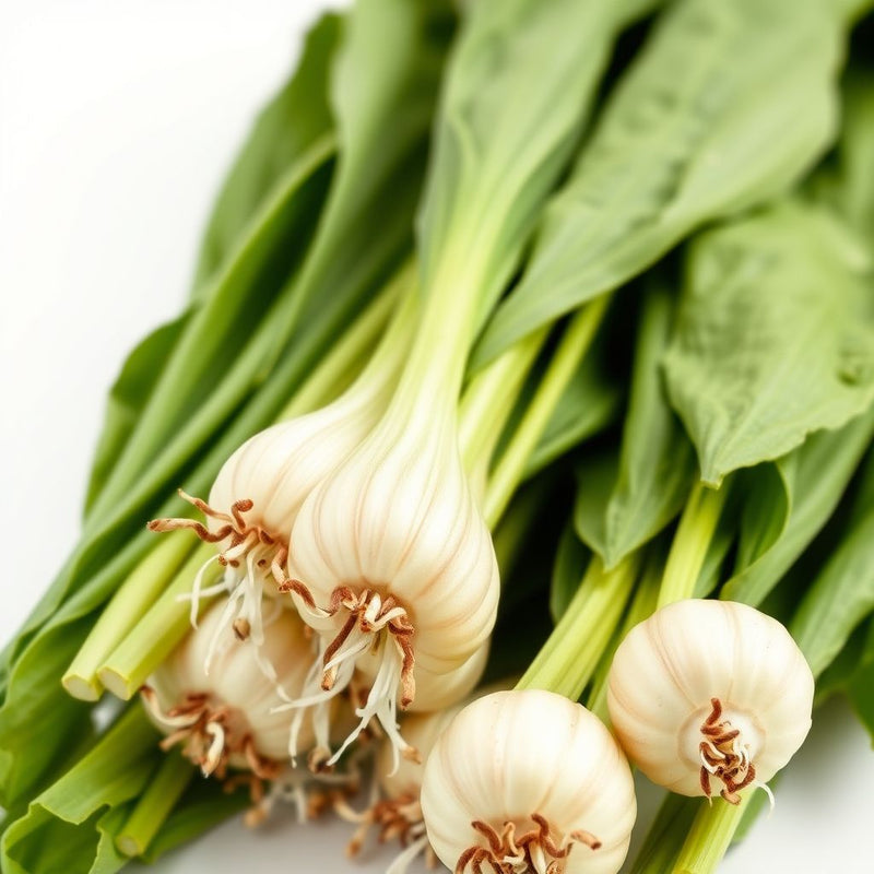 Green Endive Vegetable Seeds for Planting