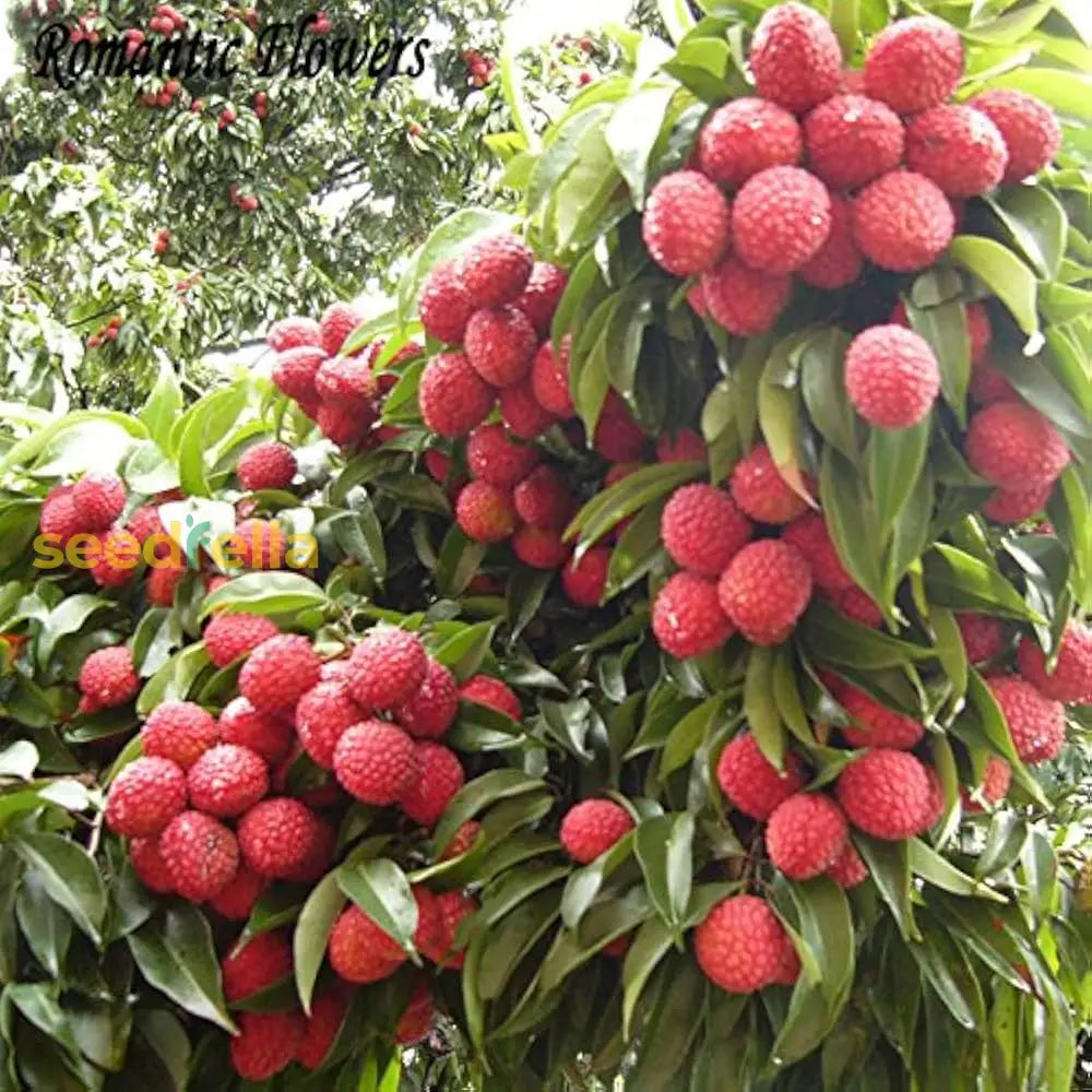 Lychee Fruit Seeds For Easy Planting