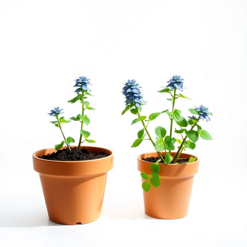 Ajuga Reptans Flower seeds for Planting - Long Bloom Season, Heirloom & GMO Free Seeds for Home Garden