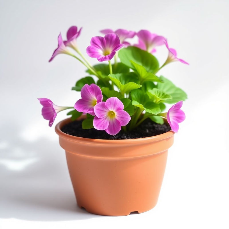 Oxalis Pink Flower Seeds - Perfect for Planting in Your Garden