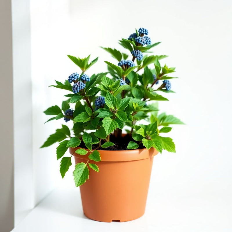 Blue Sea Holly Seeds for Planting