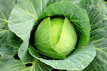 Macaroni seeds for planting Brassica oleracea variety