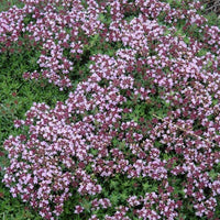 Magic Carpet Thyme groundcover plant grown from seeds