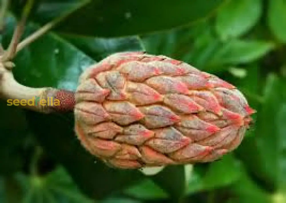Magnolia Flower Planting Seeds - Grow Stunning Blooms In Your Garden