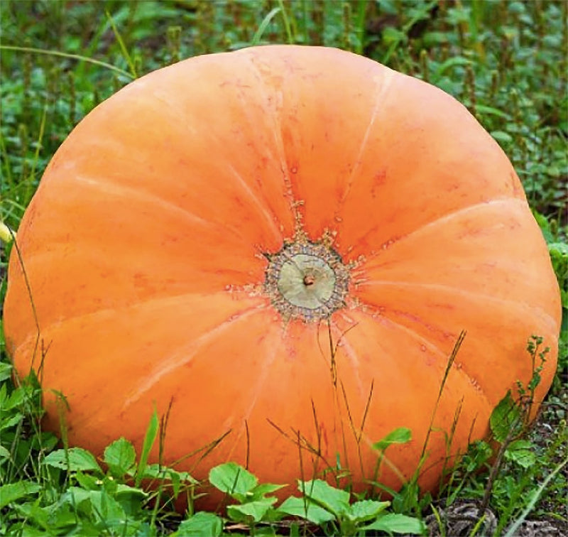 Mammoth Gold pumpkin seeds for planting