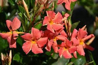 Mandevilla Orange Flower Seeds For Vibrant Garden Planting