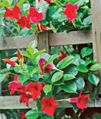 Mandevilla Red Sanderi Flower Seeds For Planting  Vibrant Climbing Blooms