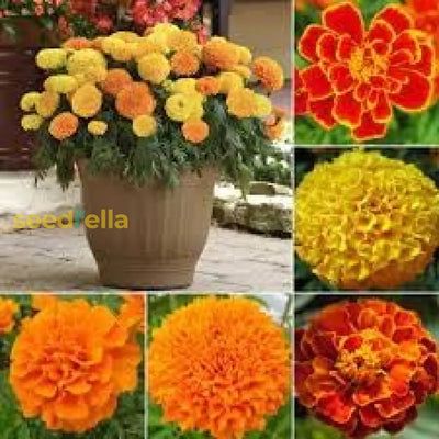 100 Pcs