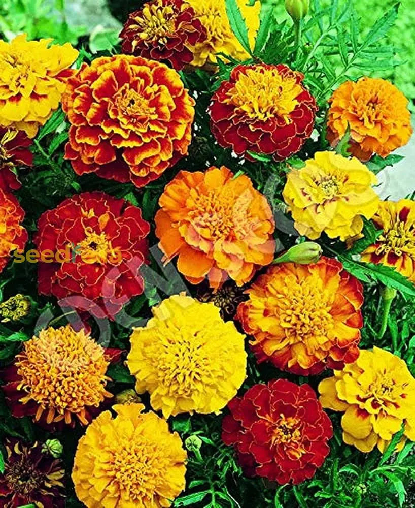 Marigold Mix Flower Seeds For Planting - Vibrant Annual Blooms