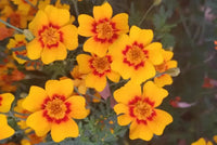 Easy to grow Yellow Signet Marigold seeds for containers and gardens