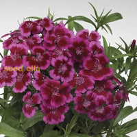 Maroon William Dianthus Seeds For Planting | Vibrant Annual Flower