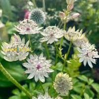Masterwort Flower Seeds For Planting - Stunning Perennial Blooms