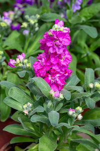 Matthiola Incana Deep Purple Flower Seeds
