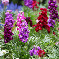 Matthiola Incana Flower Seeds