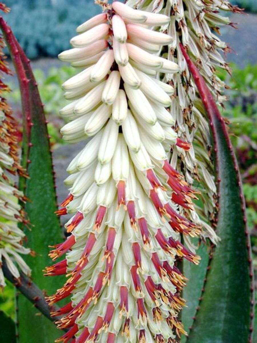 Mature White Aloe Ferox Plant with Fleshy Leaves