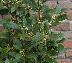 Mature Bay Laurel Plant with Glossy Green Leaves