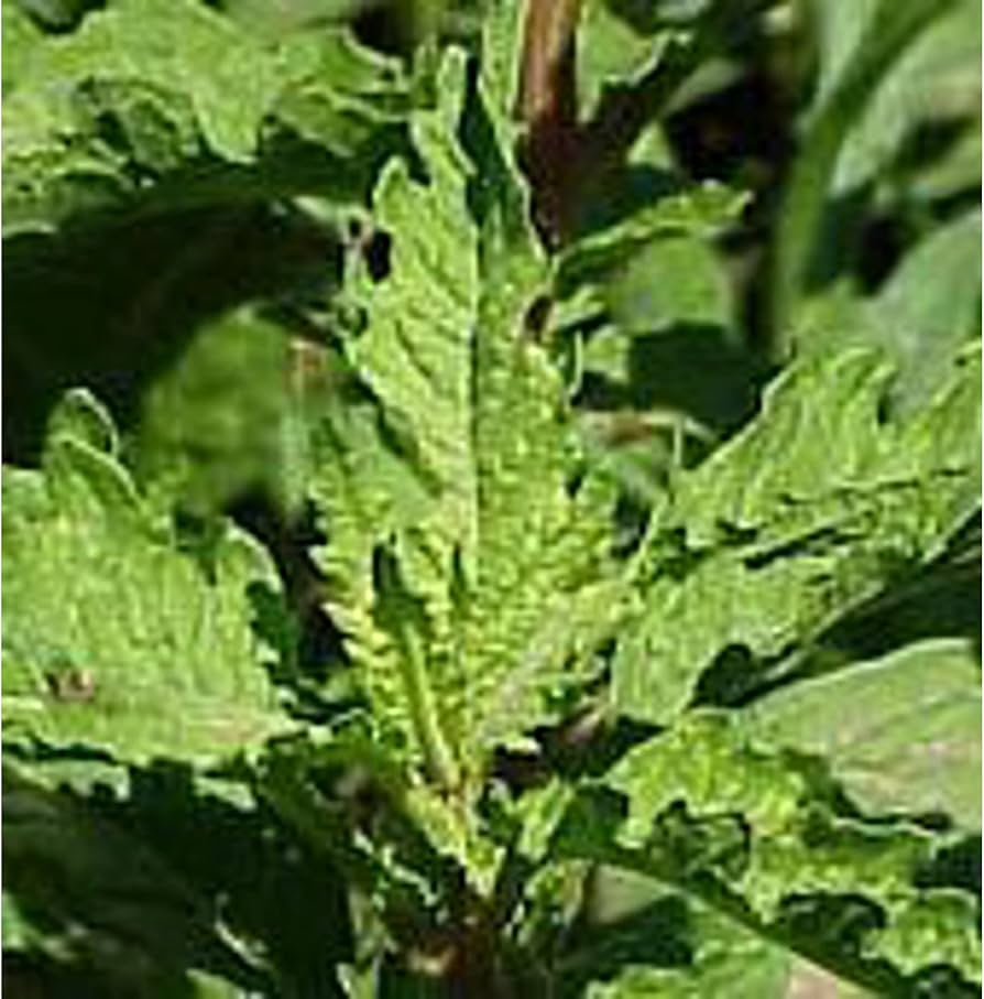 mature-epazote-plant