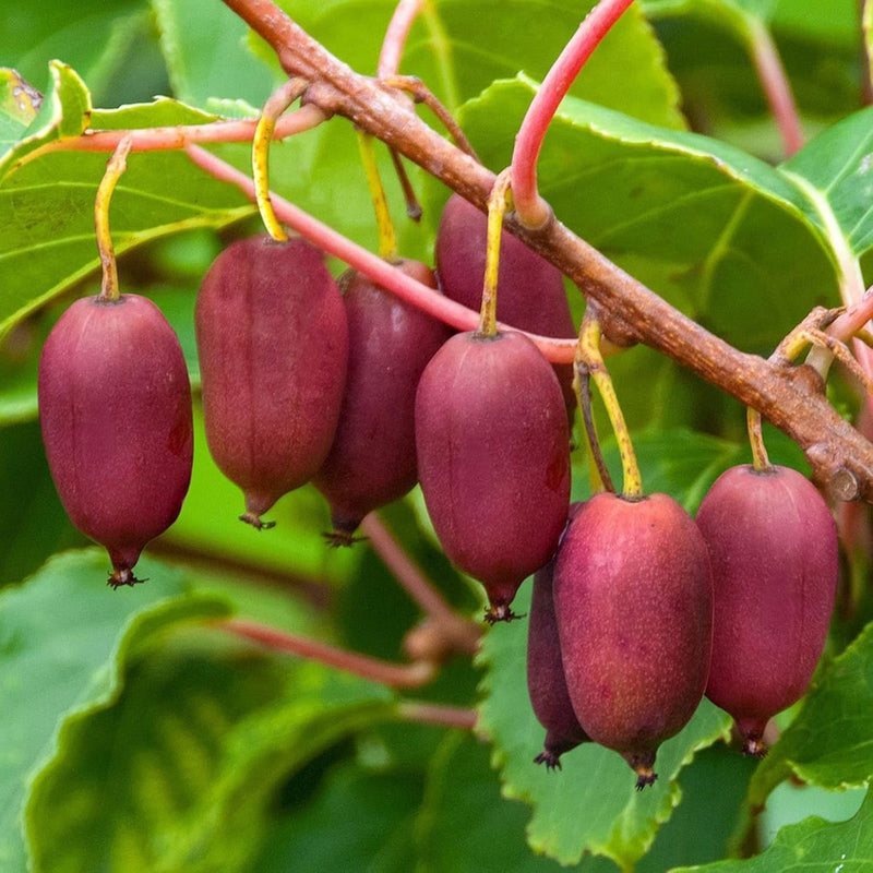 Mature Red Heart Kiwi vine grown from seeds