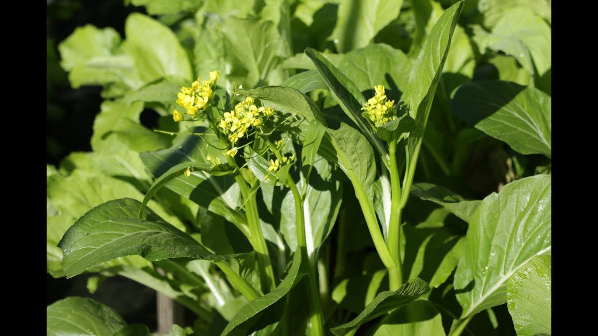 Yu Choy Vegetable Planting Seeds