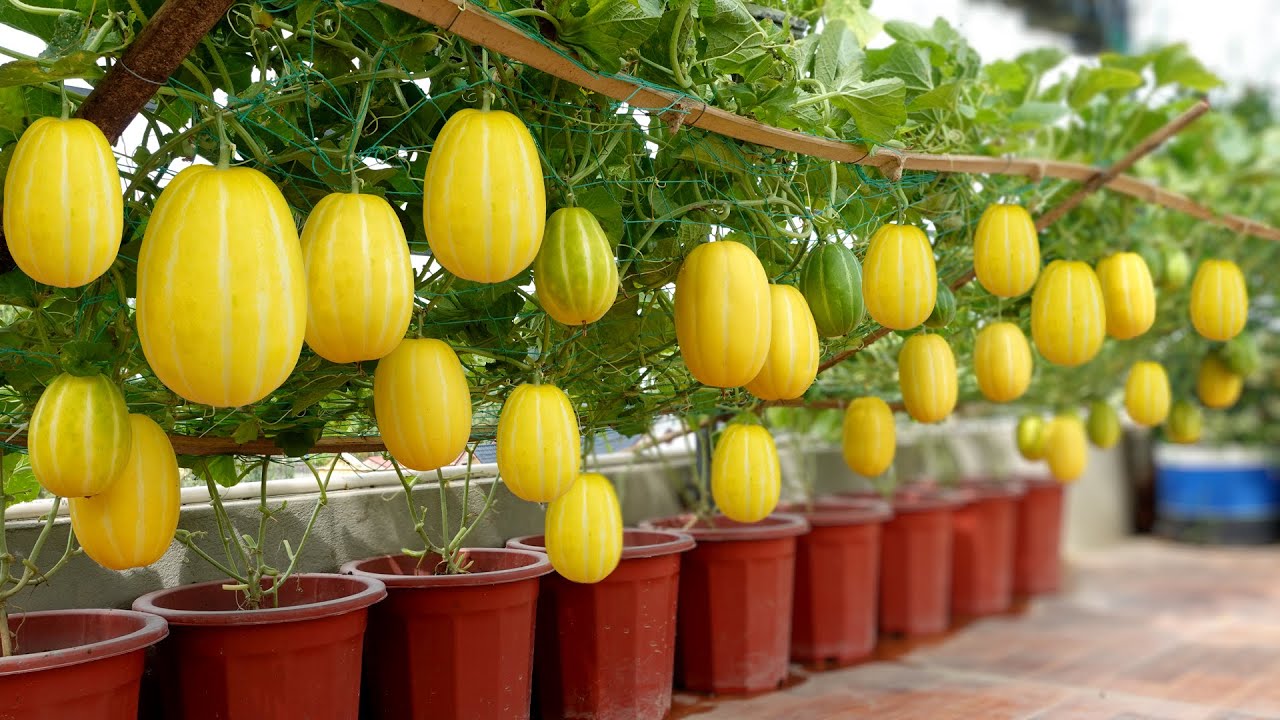 Yellow Cantaloupe Seeds For Planting - Grow Sweet And Juicy Melons!