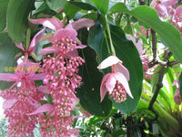 Medinilla Magnifica Seeds For Exotic Flower Planting