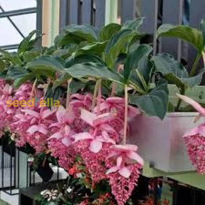 100 Pcs