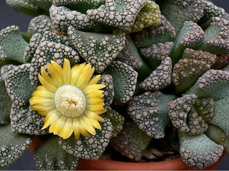 Titanopsis Fulleri Seeds for Easy Planting