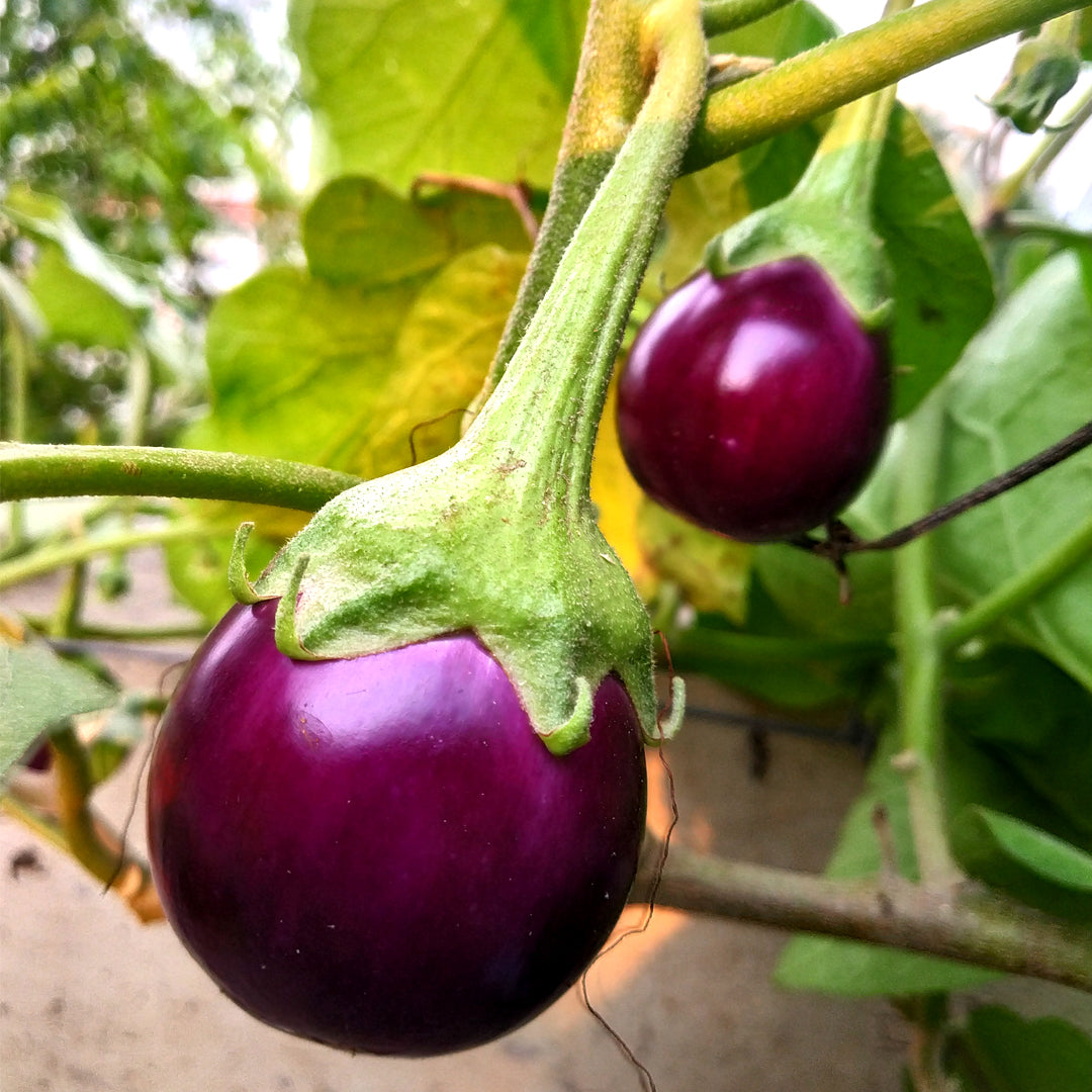 Melon eggplant plant seeds for gardeners
