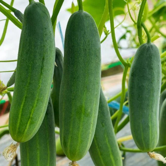 Cucumber Vegetable Seeds for Easy Planting