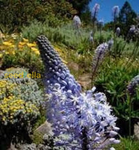 Merwilla Flower Seeds For Planting - Beautiful Blooms Your Garden