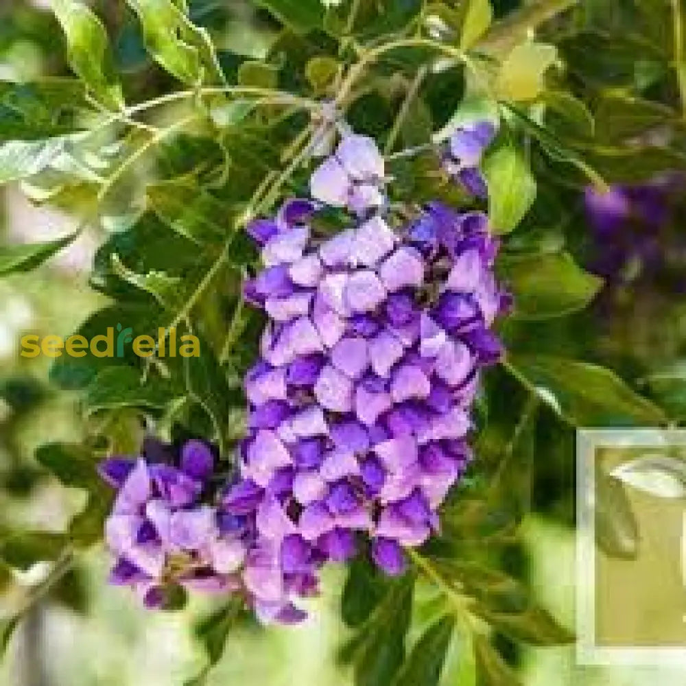 Mescal Bean Seeds For Planting - Texas Mountain Laurel Flower