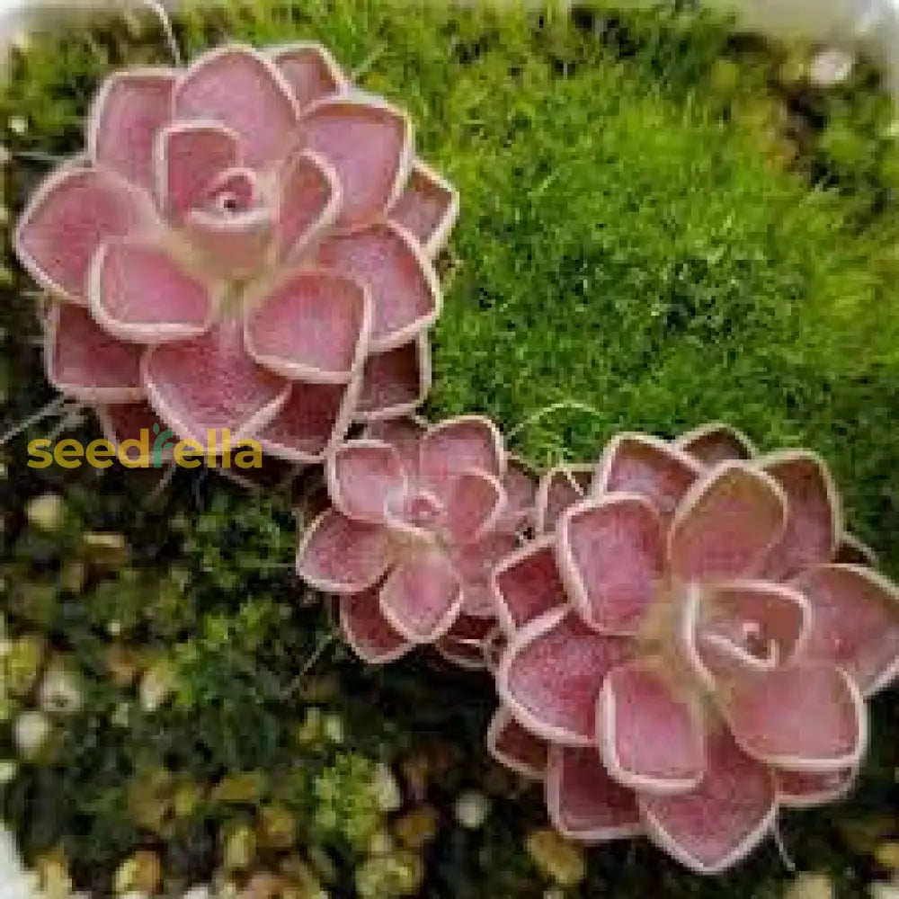 Mexican Butterwort Flower Seeds For Planting  Brighten Your Garden