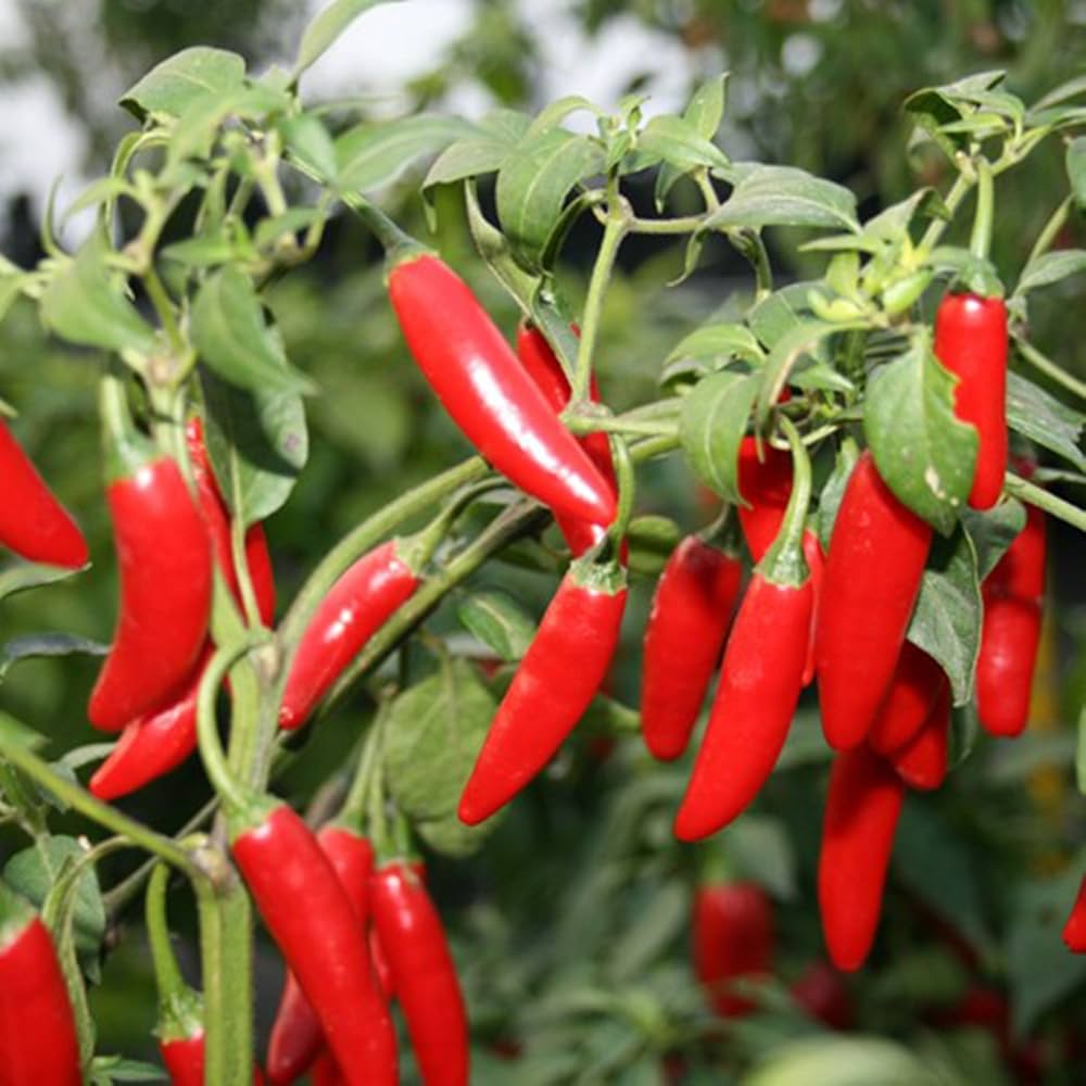 Mexican pepper plants grown from high quality seeds