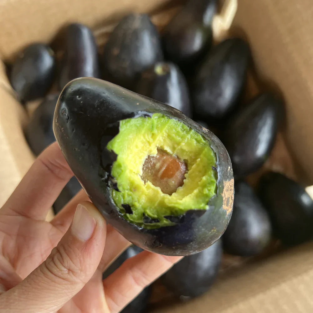 Brown Coldhardy Avocado Seeds for Planting