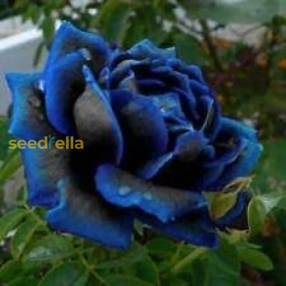 Midnight Supreme Dark Blue Rose Bush Flower Seeds For Planting  Stunning Floral Elegance Your
