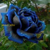 Midnight Supreme Dark Blue Rose Bush Flower Seeds For Planting  Stunning Floral Elegance Your