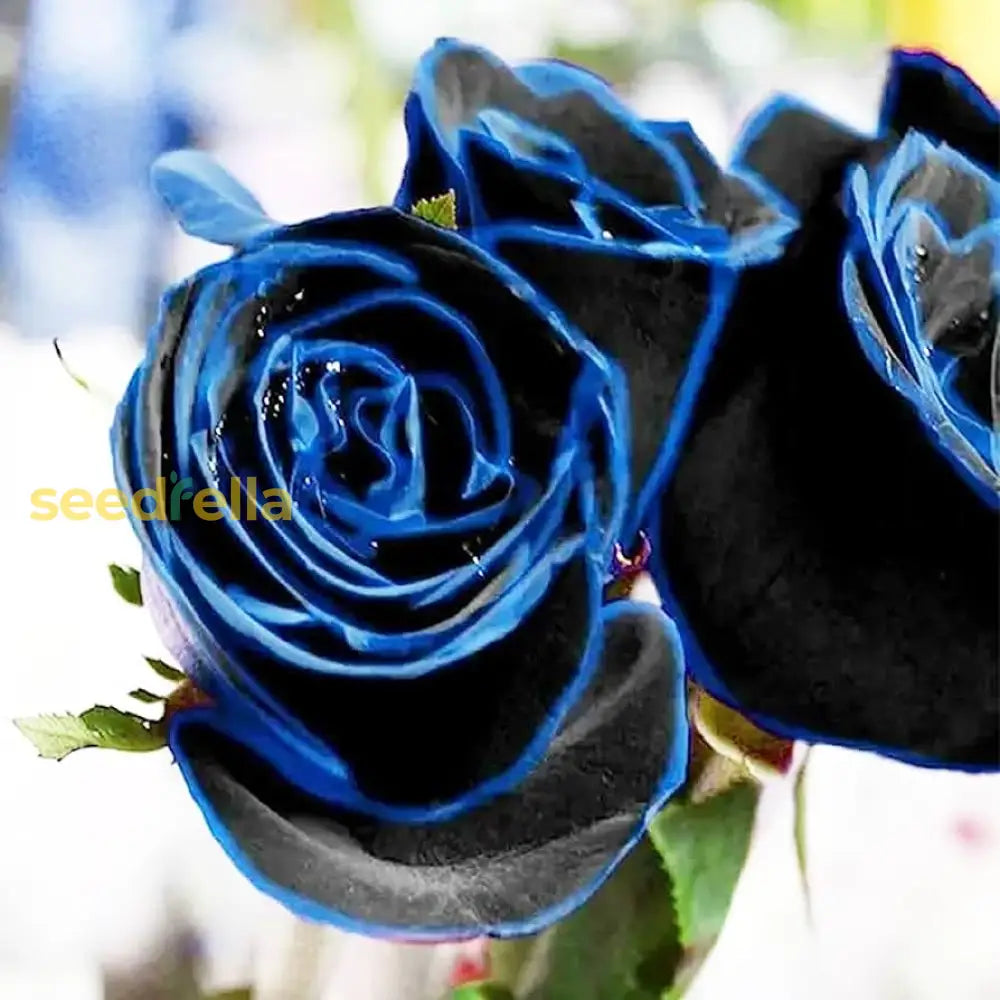 Midnight Supreme Dark Blue Rose Bush Flower Seeds For Planting  Stunning Floral Elegance Your