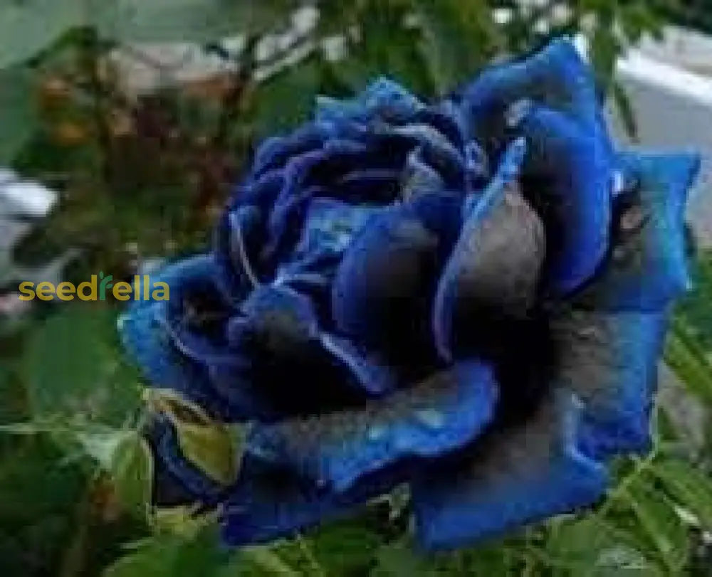 Midnight Supreme Dark Blue Rose Bush Flower Seeds For Planting  Stunning Floral Elegance Your