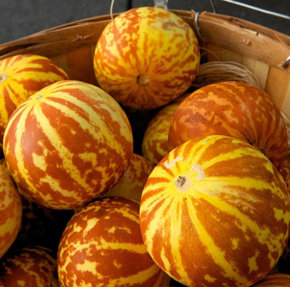 Bonsai melon vines grown from Vietnam Milk Melon Seeds