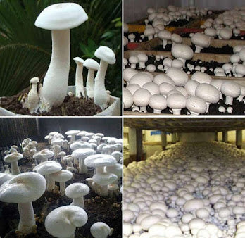 White Mushroom Vegetable Seeds for Easy Planting