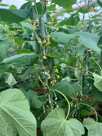 Mini cucumber plant growing in a container garden