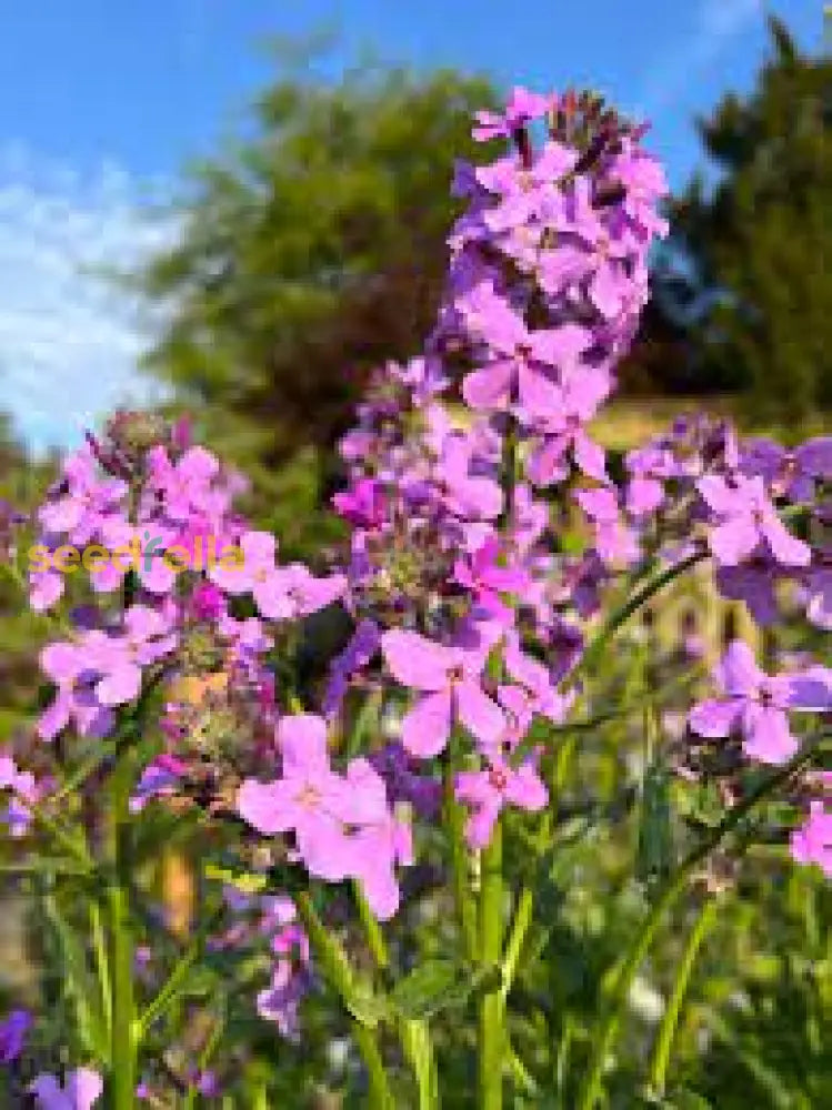 Mini Violet Dark Red Flower Seeds For Planting - Rare Variety