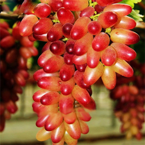 Miniature pink grape seeds for planting in home gardens