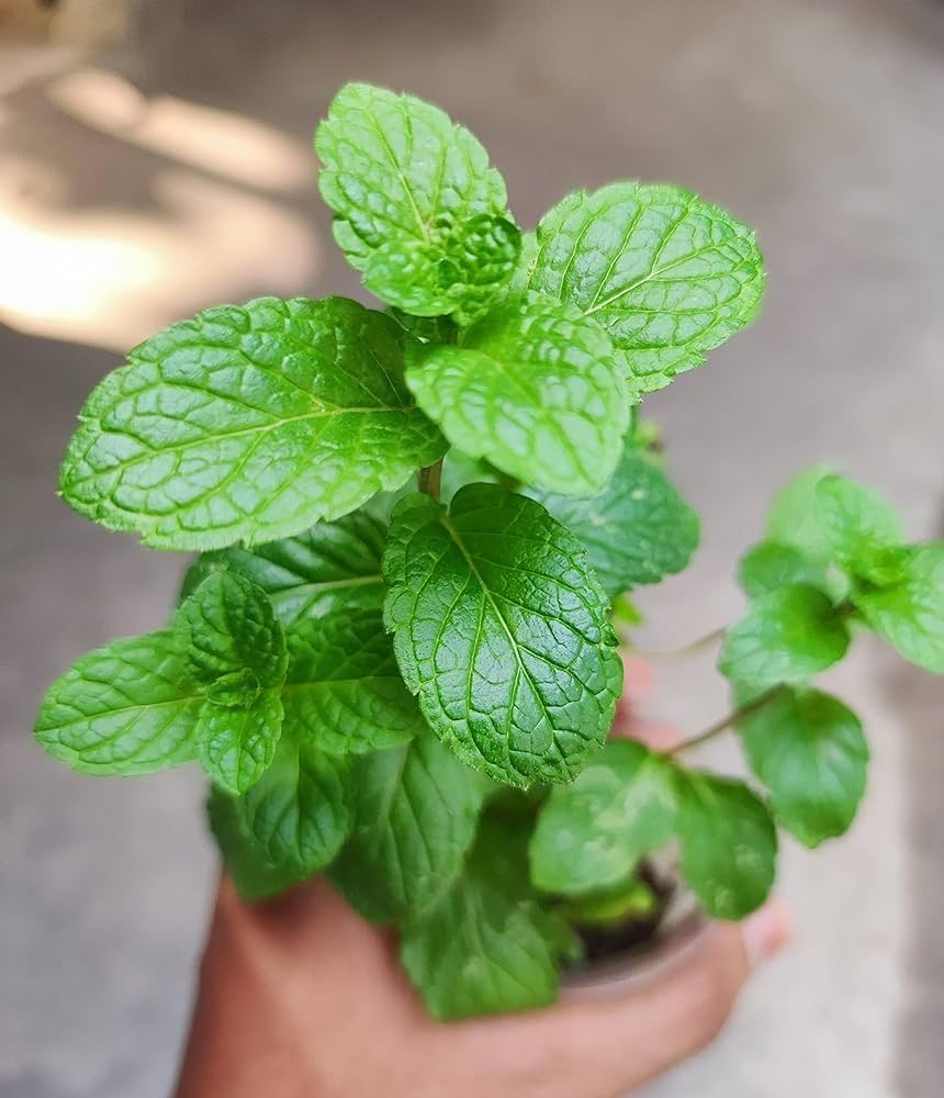 Close-up of aromatic Mint leaves growing in garden