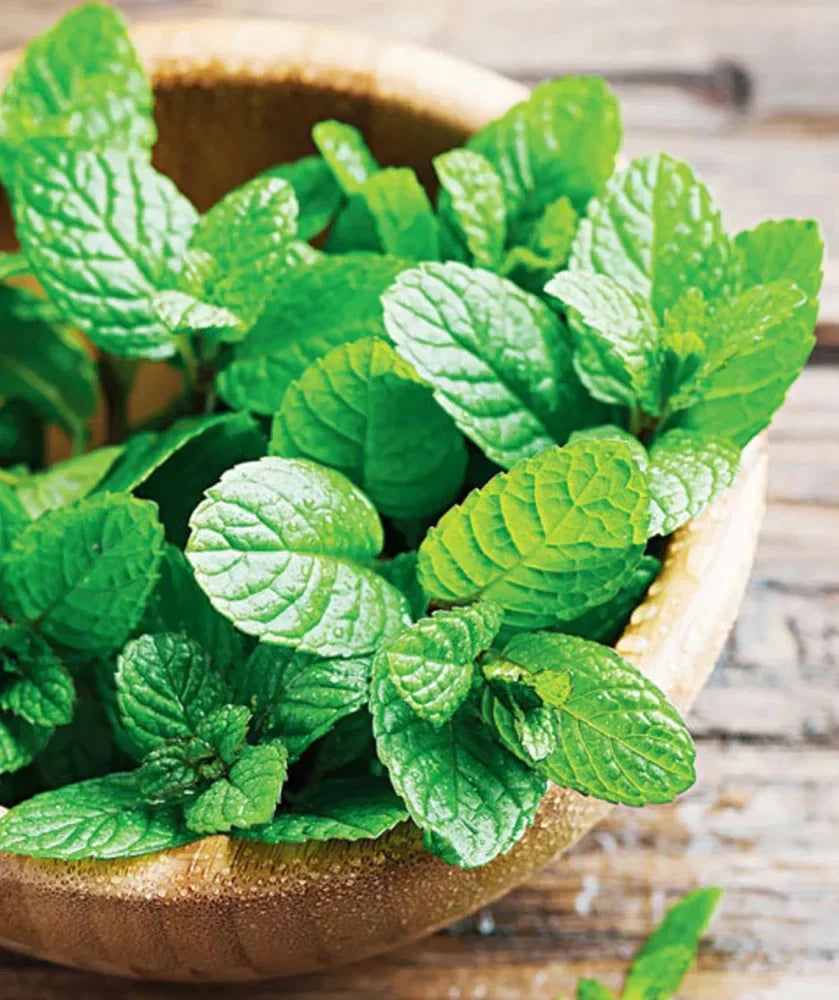 Healthy young Mint plants growing in containers