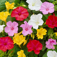 Mirabilis Flower Seeds